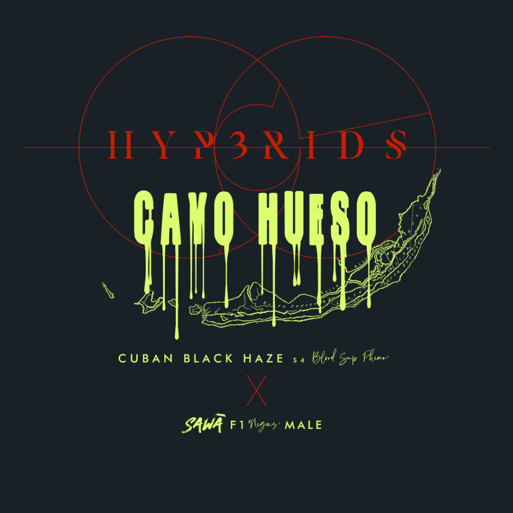 SW01_CAYO_HUESO _HYB_01 copy