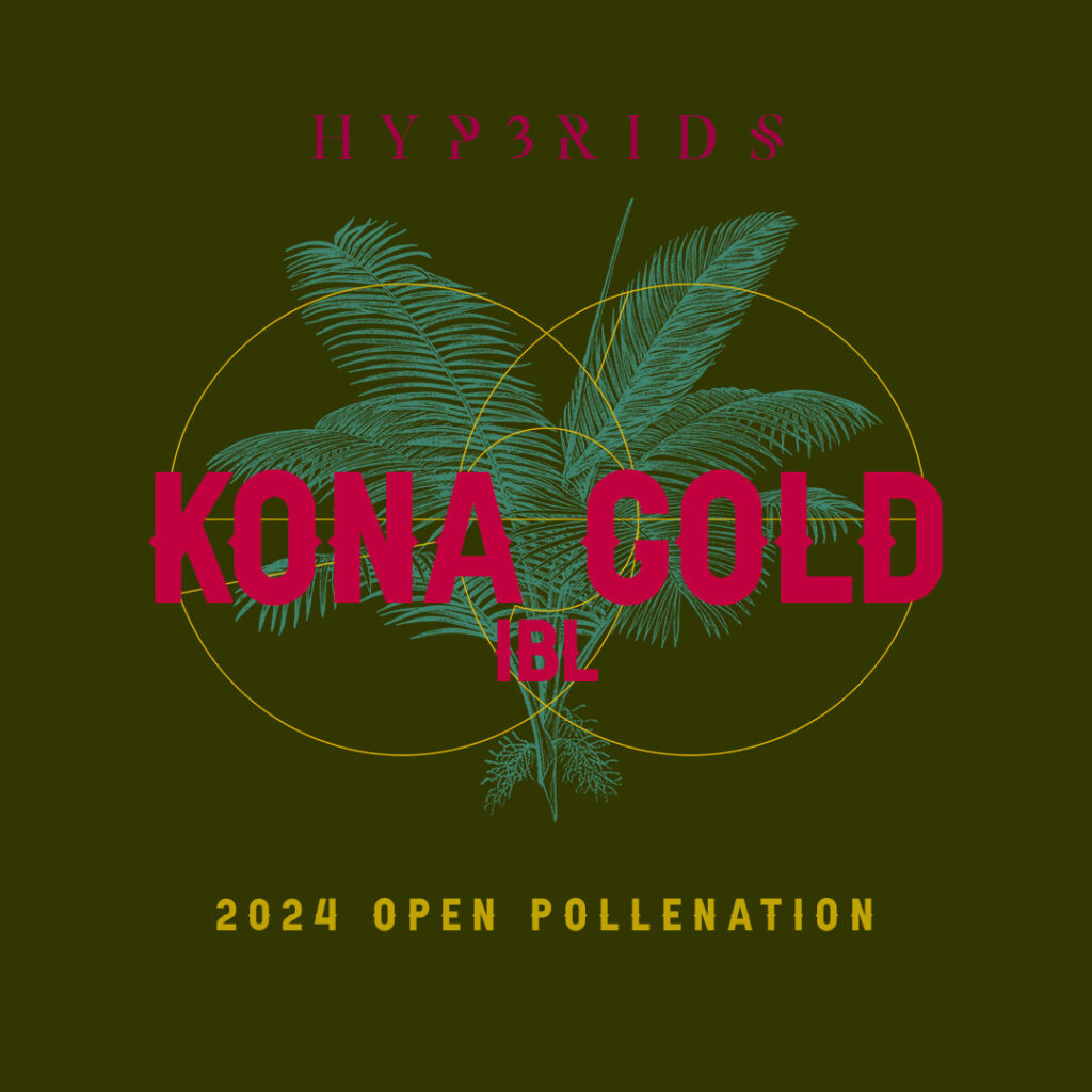 KONA_GOLD_01_OP_WP