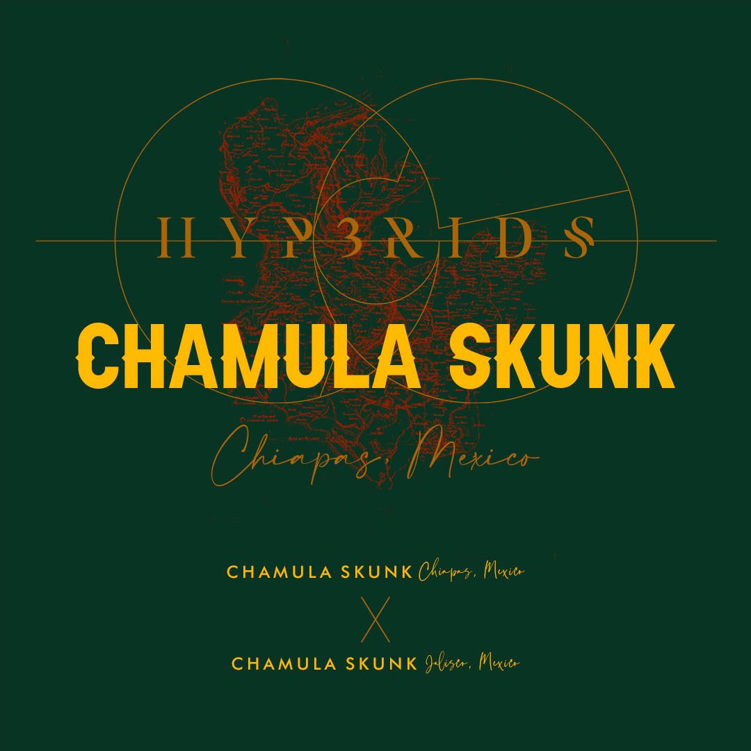 CHAMULA SKUNK, CHIAPAS MEXICO