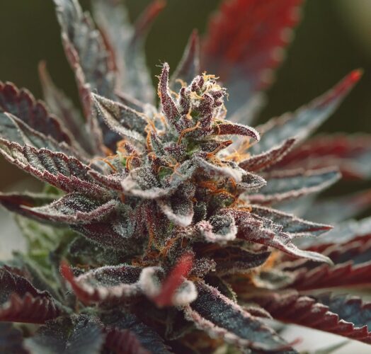 HEIRLOOM PURPLE AFGHAN KUSH