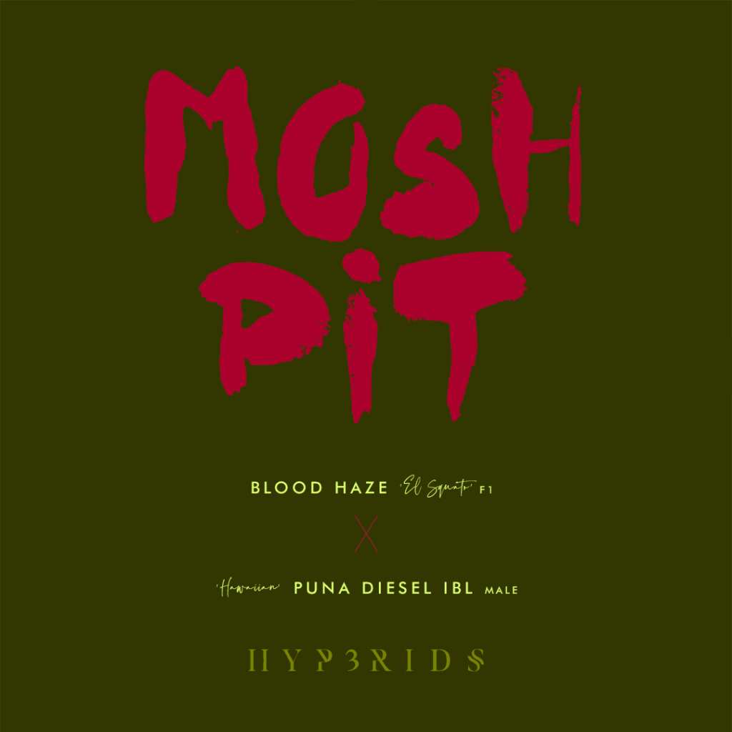 PUNADIESEL moshpit