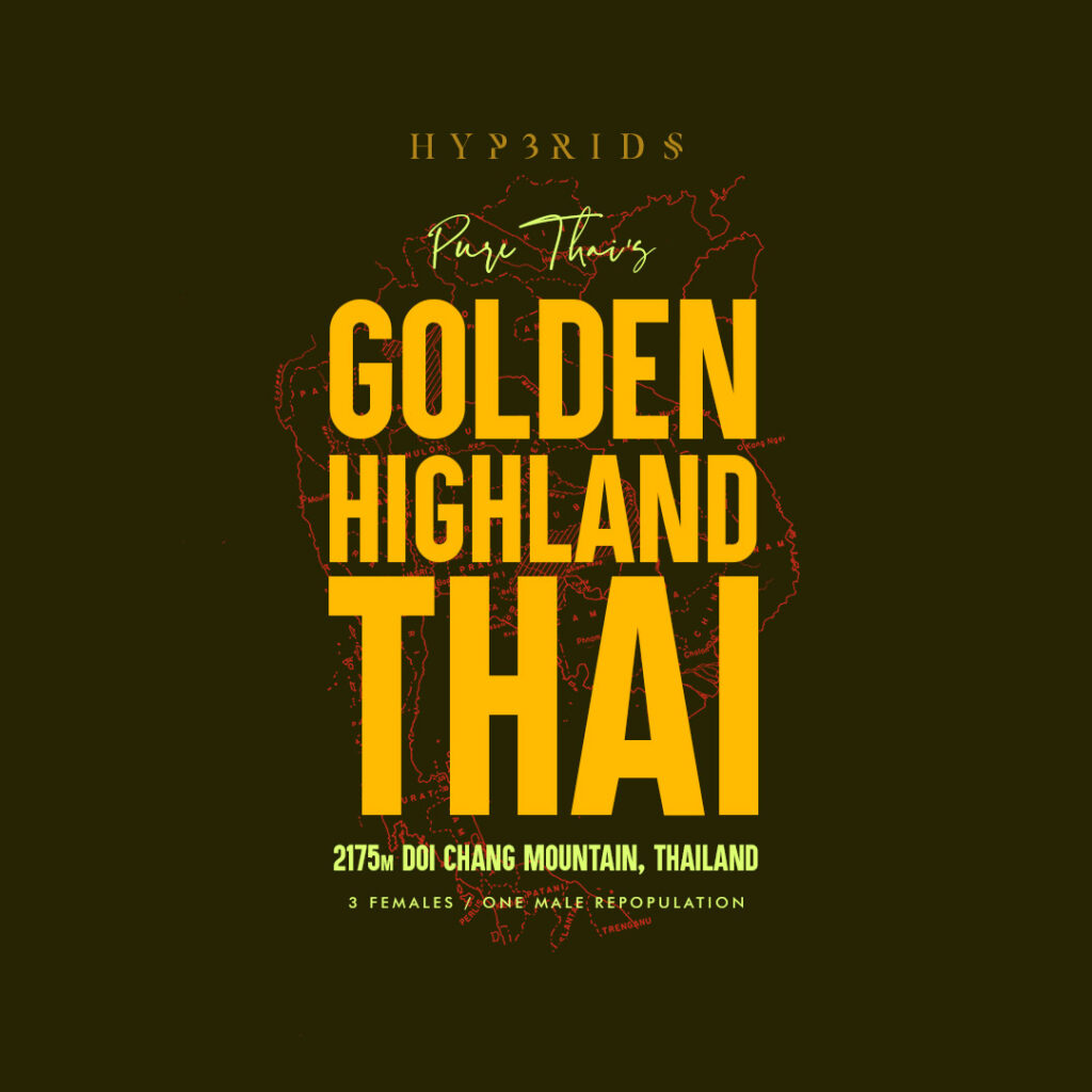 GHT_GOLD_IBL_v2_STICKER_WP