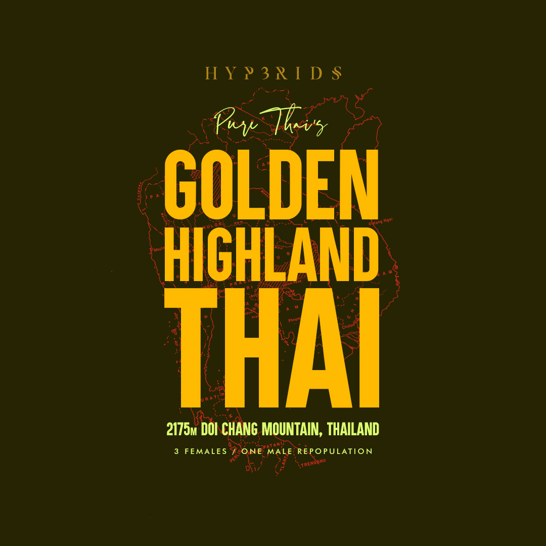 GOLDEN HIGHLAND THAI