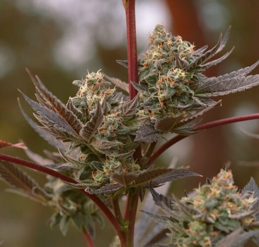 OMP aka OH! MY PURPLE