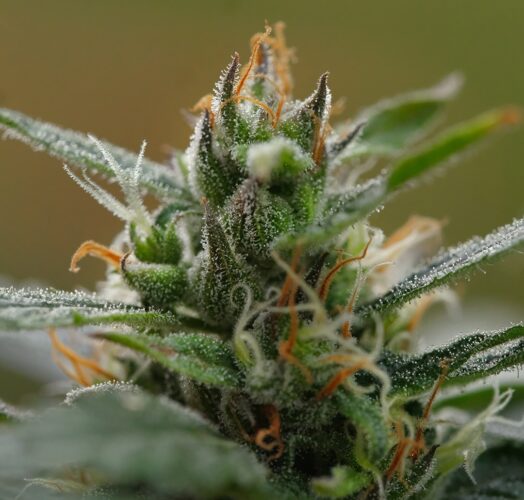 MEZQUITAL ORO, ZACATECAS MEXICO